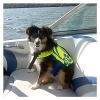 MarineWarehouse/pet-vest__66033.1739460461
